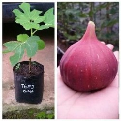 Tanaman Buah Ara Tin TGF Jumbo Tanaman Buah Ara Tin TGF Jumbo