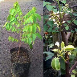 Tanaman Buah Belimbing Putih Tanaman Buah Belimbing Putih