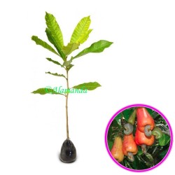 Tanaman Buah Jambu Monyet Tanaman Buah Jambu Monyet