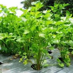 Tanaman Bumbu Dapur Seledri Tanaman Bumbu Dapur Seledri