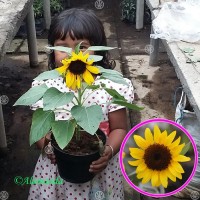Tanaman Bunga Matahari Mini