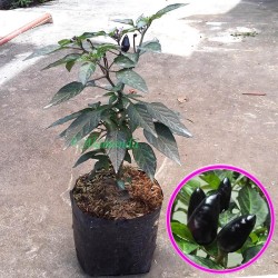 Tanaman Cabe Hitam Tanaman Cabe Hitam