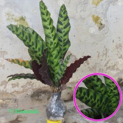 Tanaman Calathea Lancifolia Tanaman Calathea Lancifolia