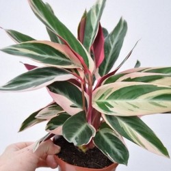 Tanaman Calathea Multicolor Tanaman Calathea Multicolor