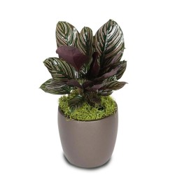 Tanaman Calathea Ornata Tanaman Calathea Ornata