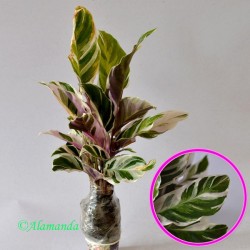 Tanaman Calathea Saputangan Tanaman Calathea Saputangan