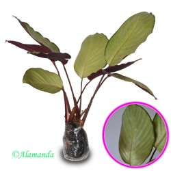 Tanaman Calathea Silver Plate Tanaman Calathea Silver Plate