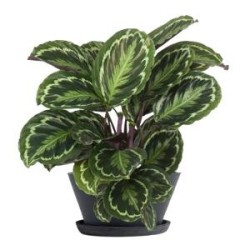 Tanaman Calathea Silverback Tanaman Calathea Silverback