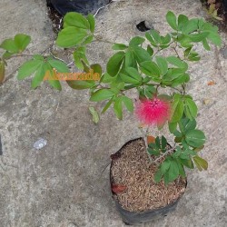 Tanaman Calliandra Merah Tanaman Calliandra Merah