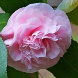 Tanaman Camelia Pink Tumpuk Tanaman Camelia Pink Tumpuk