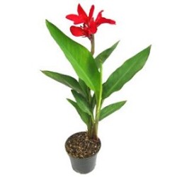 Tanaman Canna Merah Tanaman Canna Merah