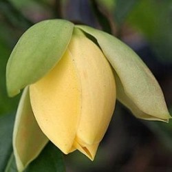 Tanaman Cempaka Gondok Tanaman Cempaka Gondok