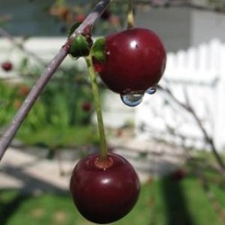 Tanaman Cherry Jepang 30-40cm Tanaman Cherry Jepang 30-40cm