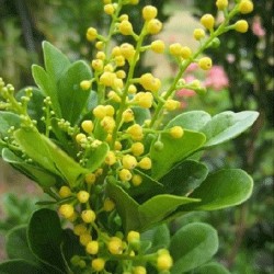 Tanaman Chinese Parfume Tree Tanaman Chinese Parfume Tree