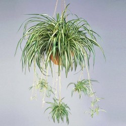 Tanaman Chlorophytum Spider Tanaman Chlorophytum Spider