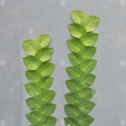 Tanaman Climbing Dollar (Dolar Rambar) Tanaman Climbing Dollar (Dolar Rambar)