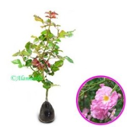 Tanaman Climbing Pink Rose Tanaman Climbing Pink Rose