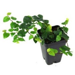 Tanaman Creeping Ficus (Dolar Kecil) Tanaman Creeping Ficus (Dolar Kecil)