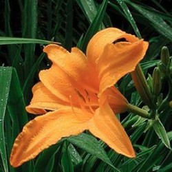 Tanaman Daylily Kuning Tanaman Daylily Kuning