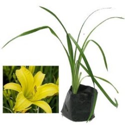 Tanaman Daylily Kuning Lemon Tanaman Daylily Kuning Lemon