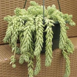 Tanaman Donkey Tail Tanaman Donkey Tail