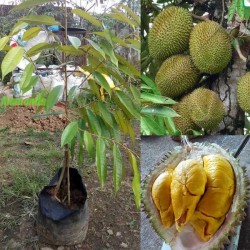 Tanaman Durian Musangking Kaki 3 Tanaman Durian Musangking Kaki 3