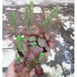 Tanaman Fittonia Ungu Tanaman Fittonia Ungu