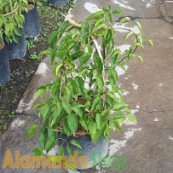 Tanaman Flame Vine Tanaman Flame Vine