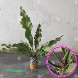 Tanaman Gelombang Cinta Tanaman Gelombang Cinta