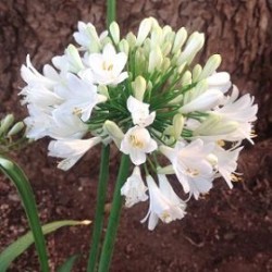 Tanaman Hias Agapanthus Putih Tanaman Hias Agapanthus Putih