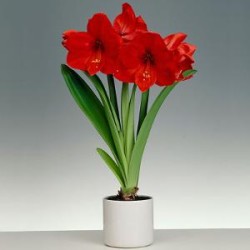 Tanaman Hias Amaryllis Merah Tanaman Hias Amaryllis Merah