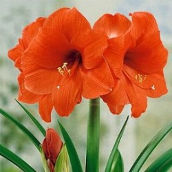 Tanaman Hias Amaryllis Sovereign Tanaman Hias Amaryllis Sovereign