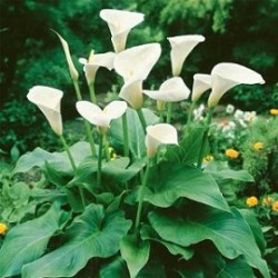 Tanaman Hias Calla Lily Tanaman Hias Calla Lily