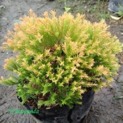 Tanaman Hias Cemara Ren Gold Tanaman Hias Cemara Ren Gold