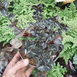 Tanaman Hias Daun Mangkok Tanaman Hias Daun Mangkok