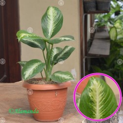 Tanaman Hias Dieffenbachia Bludru (Daun Bahagia) Tanaman Hias Dieffenbachia Bludru (Daun Bahagia)