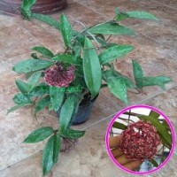 Tanaman Hias Hoya Merah