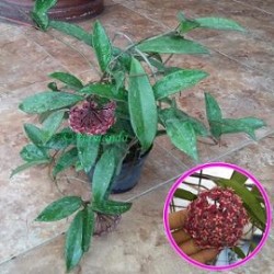 Tanaman Hias Hoya Merah Tanaman Hias Hoya Merah