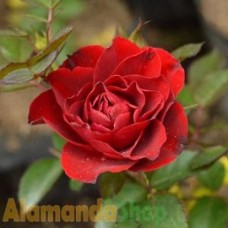 Tanaman Mawar Floribunda Merah