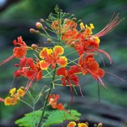 Tanaman Hias Red Peacock Flower (Kembang Merak) Tanaman Hias Red Peacock Flower (Kembang Merak)