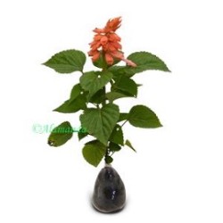 Tanaman Hias Salvia Pale Pink Tanaman Hias Salvia Pale Pink