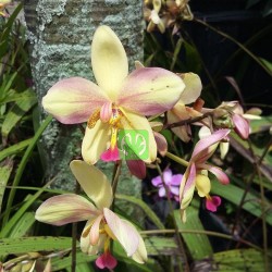 Tanaman Hias Spathoglottis Peach Tanaman Hias Spathoglottis Peach
