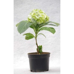 Tanaman Hydrangea Putih Tanaman Hydrangea Putih
