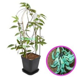 Tanaman Jade Vine Tanaman Jade Vine