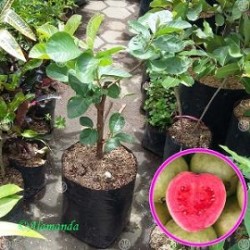 Tanaman Buah Jambu Biji Getas Merah (Cangkok) Tanaman Buah Jambu Biji Getas Merah (Cangkok)