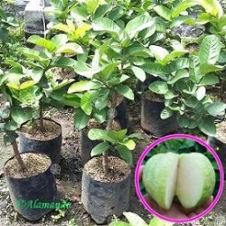 Tanaman Jambu Sukun Kristal (kondisi berbuah / berbunga) Tanaman Jambu Sukun Kristal (kondisi berbuah / berbunga)