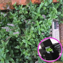 Tanaman Janggelan Cincau Hitam Tanaman Janggelan Cincau Hitam