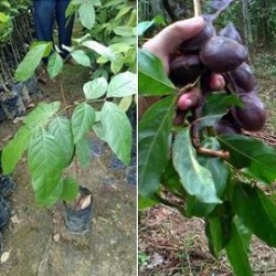 Tanaman Jengkol Tanaman Jengkol