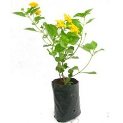 Tanaman Lantana Kuning 2 Pcs Tanaman Lantana Kuning 2 Pcs