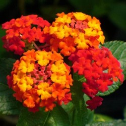 Tanaman Lantana Merah 2 Pcs Tanaman Lantana Merah 2 Pcs